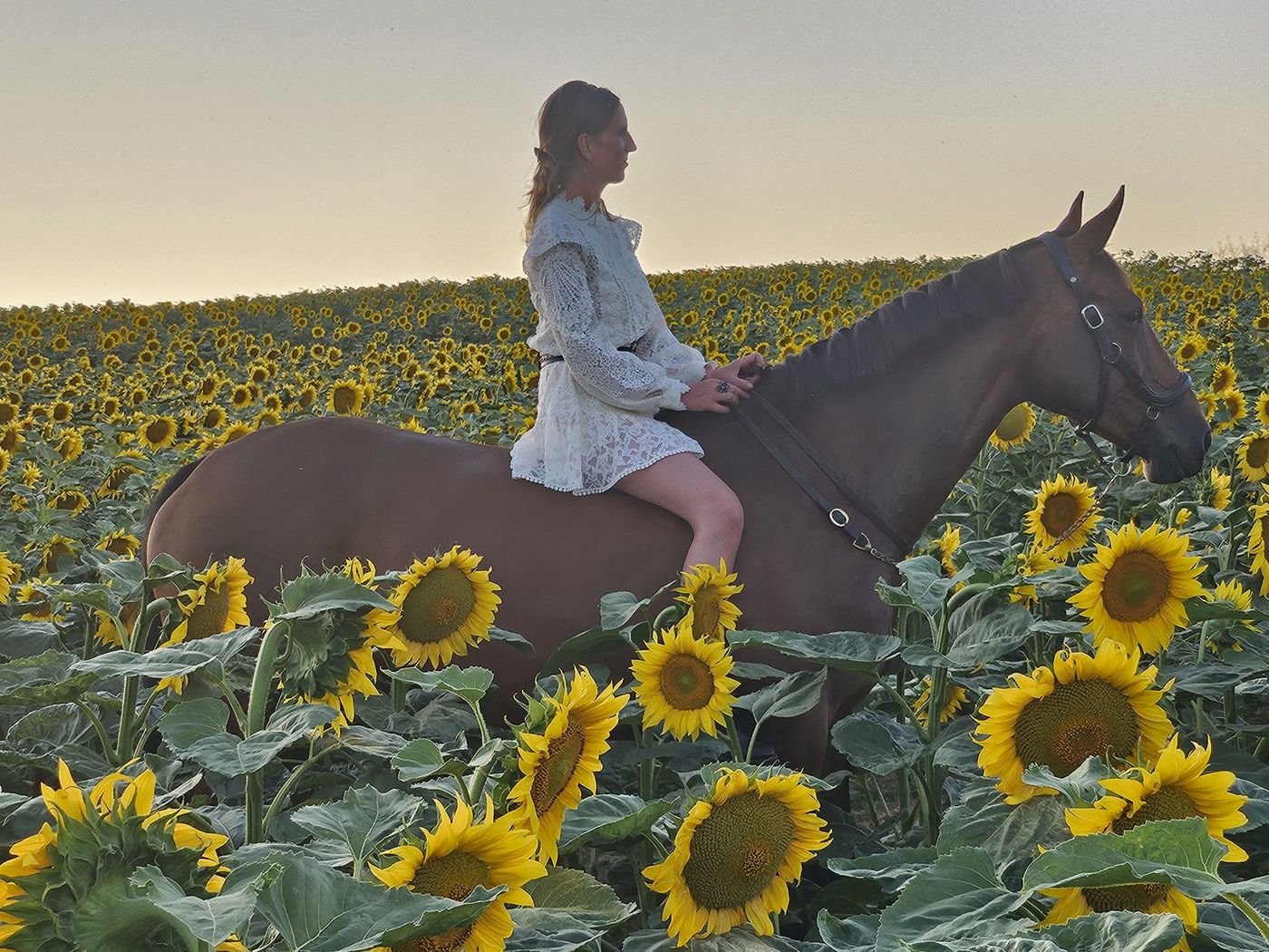 Kelly van Delft à cheval dans un champ de tournesols au coucher du soleil
